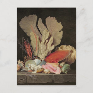 Carte Postale Algues, lithophytes et coquillages