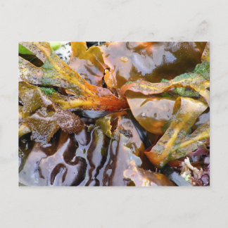 Carte Postale Algues Lumineuses (carte postale)