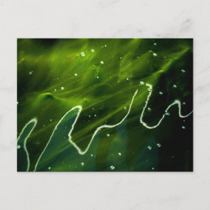Carte Postale Algues vertes et eau pccna