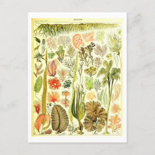 Carte postale Algues vintages