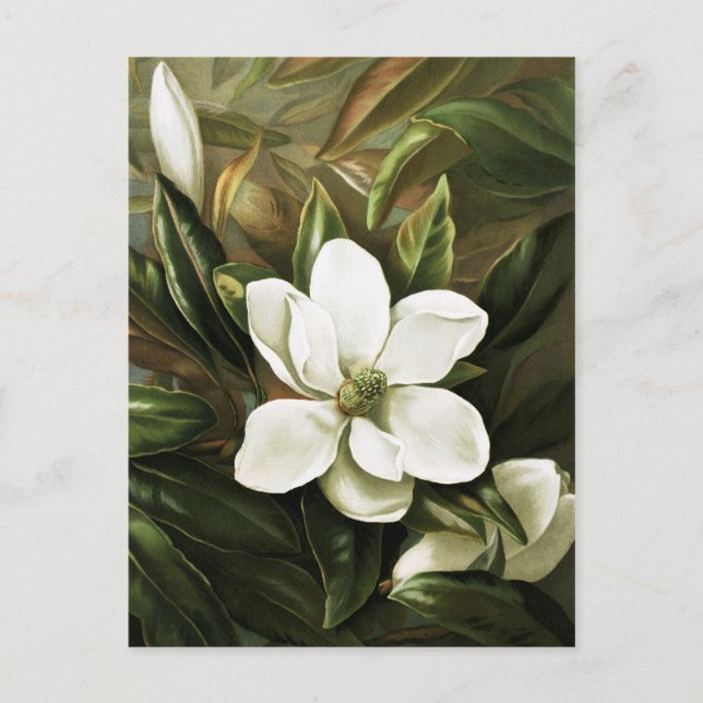 Carte Postale Alicia H. Laird : Magnolia Grandflora (Devant)