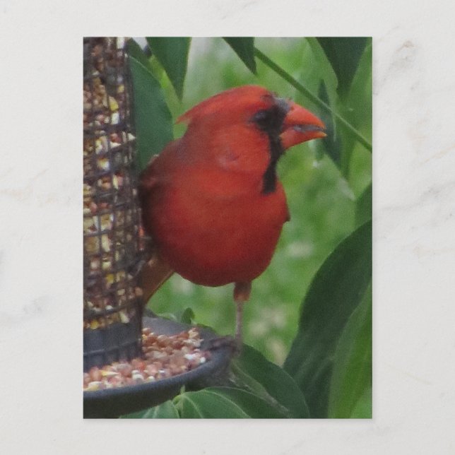 Carte Postale Alimentation cardinale (Devant)