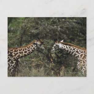 Carte Postale Alimentation De Giraffes Sur La Branche Acacia, Af