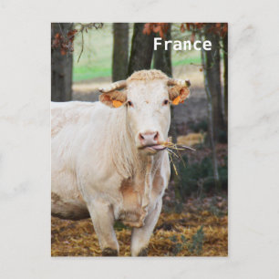 Carte Postale Alimentation de la vache en France