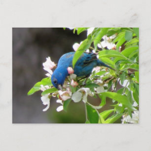 Carte Postale Alimentation de l'indigo Bunting - Oiseau