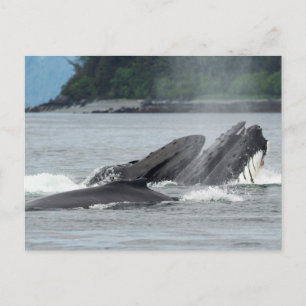Carte Postale Alimentation des baleines à bosse