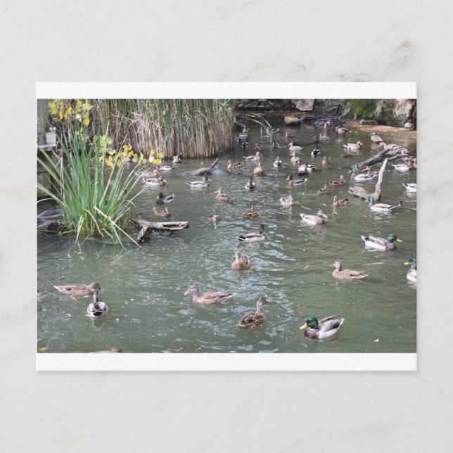 Carte Postale Alimentation des canards (Devant)