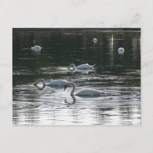 Carte Postale Alimentation des cygnes, Lac Roath Park, Cardiff