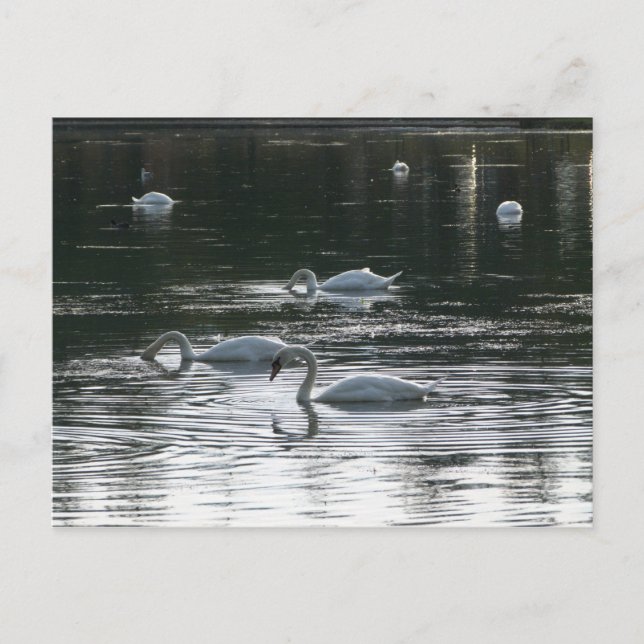 Carte Postale Alimentation des cygnes, Lac Roath Park, Cardiff (Devant)