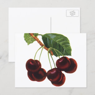 Carte Postale Aliments de fruits vintage, cerises mûres d'un arb