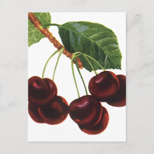 Carte Postale Aliments vintages de fruits, Cerises mûres d'un ar