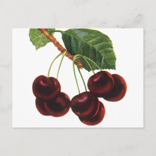 Carte Postale Aliments vintages de fruits, Cerises mûres d'un ar
