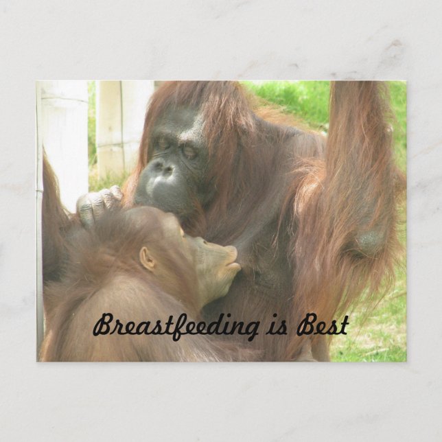 Carte Postale Allaitement d'Orangutan (Devant)