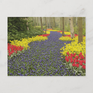 Carte Postale Allée de muscaris, de jonquilles et de