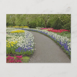 Carte Postale Allée de trottoir à travers les tulipes et les jon