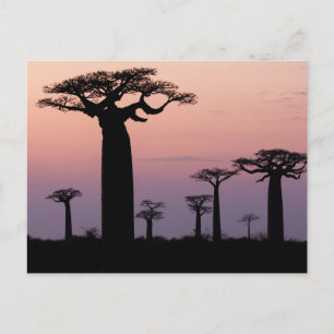 Carte Postale Allée des Baobabs, Madagascar, Morondava, Afrique,