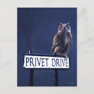 Carte Postale Allée des Privet