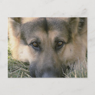 Carte Postale Allemand Shepard