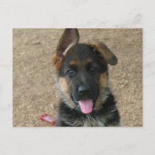 Carte postale allemande Shepherd Puppy