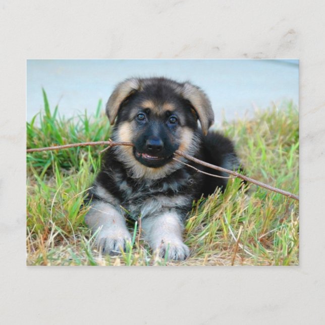 Carte postale allemande Shepherd Puppy (Devant)