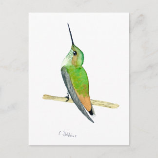 Carte Postale Allen's hummingbird