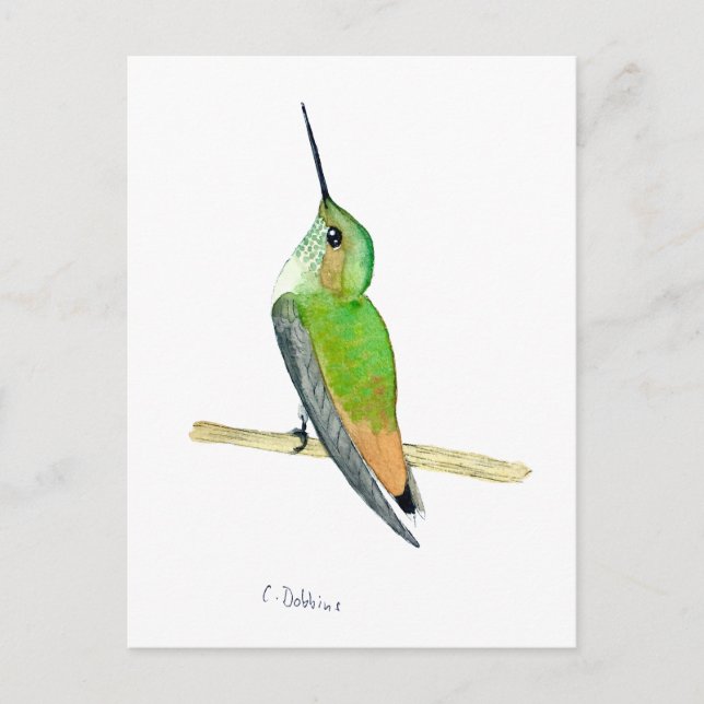 Carte Postale Allen's hummingbird (Devant)