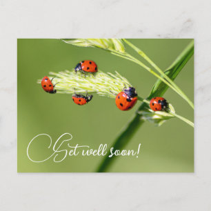 Carte Postale Allez-y bientôt avec de mignons petits coccinelles