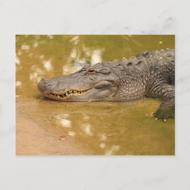 Carte Postale Alligator (Devant)