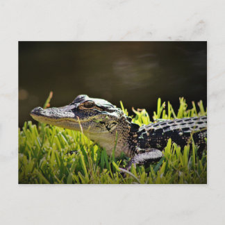 Carte postale Alligator