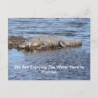Carte Postale Alligator