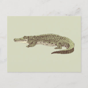 Carte postale Alligator