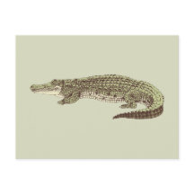 Carte postale Alligator