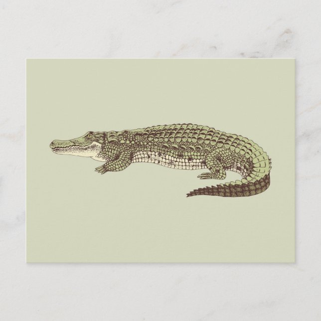Carte postale Alligator (Devant)