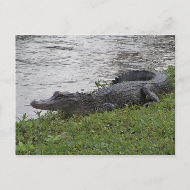 Carte Postale Alligator (Devant)