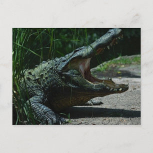 Carte postale Alligator