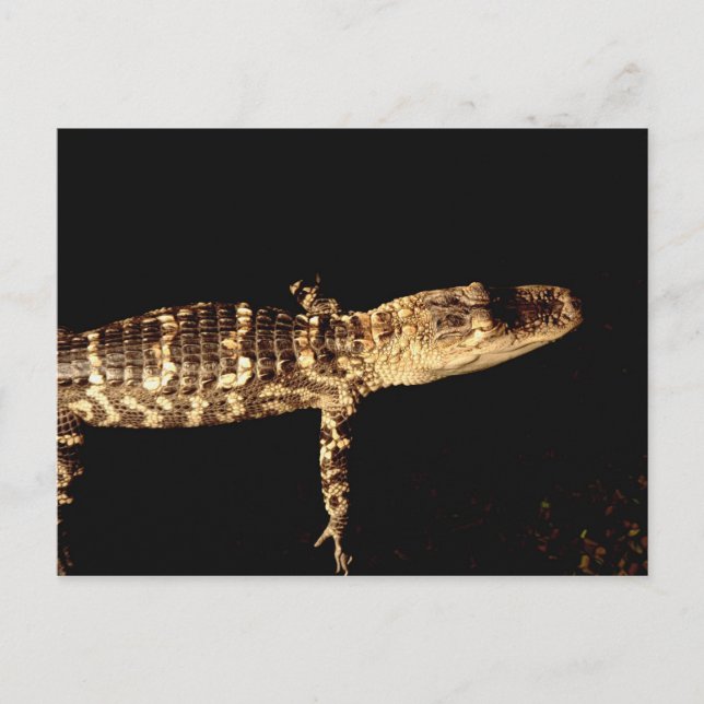 Carte Postale Alligator #3 (Devant)
