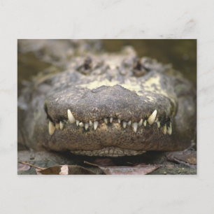 Carte Postale Alligator américain