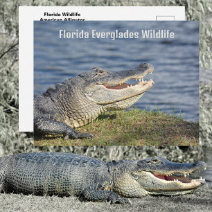 Carte Postale Alligator Américain Faune des Everglades de Florid