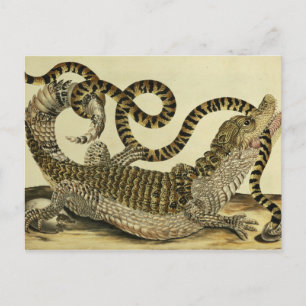 Carte Postale Alligator and Snake, 1730 (gravure en couleur)