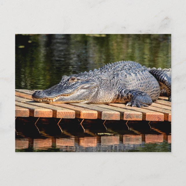 Carte Postale Alligator at Homosassa Springs Wildlife State Park (Devant)