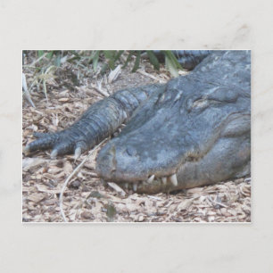 Carte Postale Alligator dans son habitat naturel