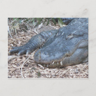 Carte Postale Alligator dans son habitat naturel