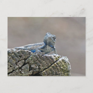 Carte Postale Alligator du ventre bleu Lizard