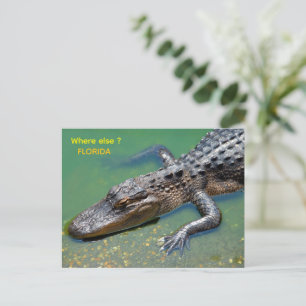Carte Postale Alligator en Floride