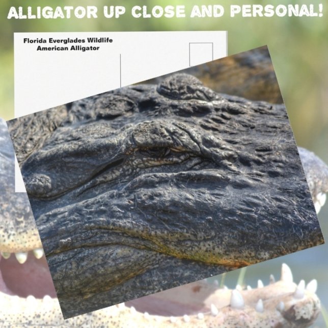 Carte Postale Alligator Floride Everglades Closeup Photographie (Créateur téléchargé)