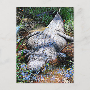 Carte Postale Alligator (Floride, Louisiane et Mississippi)