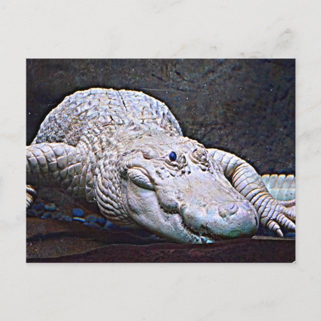 Carte Postale Alligator Louisiana White (Devant)