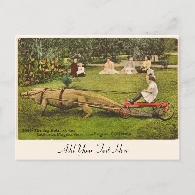 Carte postale Alligator personnalisée (Devant)