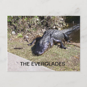 Carte Postale Alligator Se Baignant Dans Le Soleil