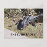 Alligator se reposant sous le soleil des Everglade